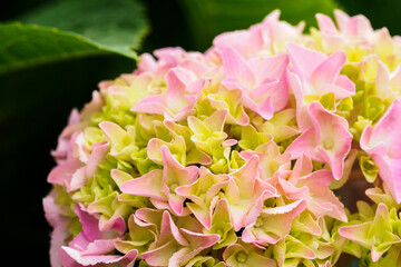 Pinkish hydrangea flower on a plant.