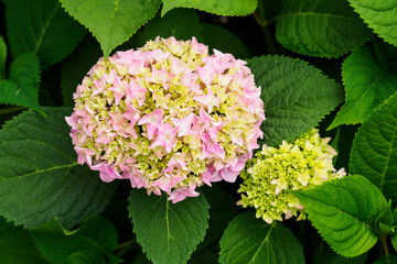 Pinkish hydrangea flower on a plant.