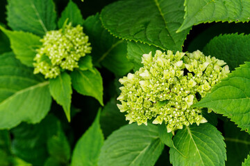 Lush green hydrangea flowers outdoors.