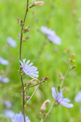 Blue chicory flower on the plant.