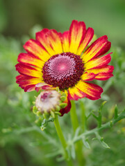 Ornamental yellow-red daisy flower.