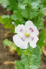 White poppy flower with a green center.