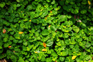 Nature background. Texture of green leaf plant wallpaper with sun light.