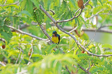 The Olive-backed sunbird on branch