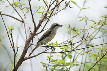 The Brown Shrike on branch