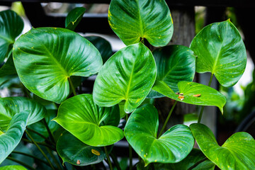 Nature background. Texture of green leaf plant wallpaper with sun light.
