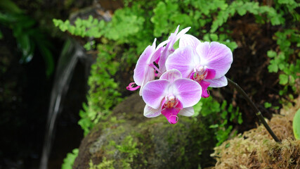 Pink orchid with blurry ferns and dark background