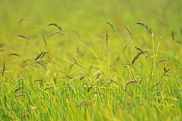 The green rice field