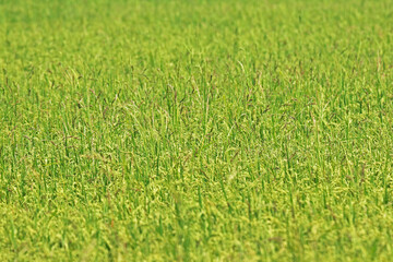 The green rice field