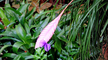 Exotic Purple Flower or Tillandsia Lindenii Regel