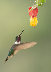 White-bellied Woodstar