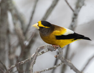 Male Evening Grosbeak bird (Hesperiphona vespertina) in a pine forest in winter