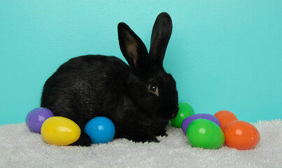 easter black bunny rabbit with colorful eggs