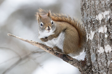 Closeup of a red squirrel (Sciurus vulgaris) on a branch in winter in Algonquin Park Ontario