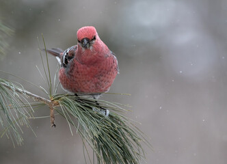 Closeup of a male White-winged Crossbill (Loxia leucoptera) on a pine branch in winter in Algonquin...