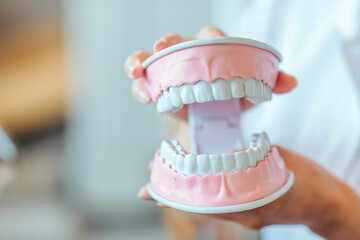 Fototapeta na wymiar 歯科衛生士と歯型模型 
