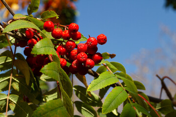 red berries on a tree