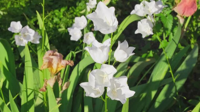 Campanula sway in wind in bright summer day in garden. White Flower Hand bells (Latin of Campanula Appeal, Campanula Muralis) growing outdoors. Nature background