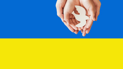 hands holding white dove bird on blue and yellow background. Pray Peace for UKraine