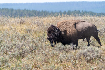 A bison roams in the meadow of Lamar Valley in Yellowstone National Park