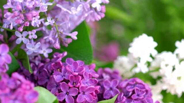 Beautiful Lilac after rain. Nature backdrop. Blurred floral romantic spring background. Branches of flowering or blossoming lilac. Blooming flowers Syringa vulgaris. Macro, close up, selective focus