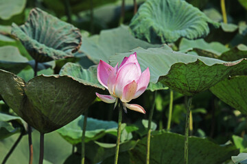 Fototapeta na wymiar The lotus field in the pond