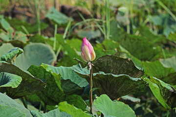 Obraz na płótnie Canvas The lotus field in the pond