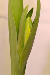 Tulip Bud Green Bracts 02