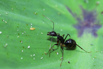 Fototapeta na wymiar A black ant on leaf