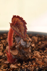 Rex Begonia Leaf Bud 02