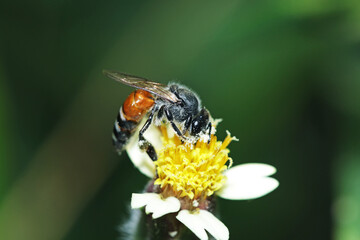 A bee on grass flower