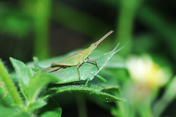 A green grasshopper mating on leaf