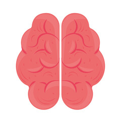 brain medical biology