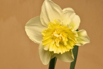Ice King Daffodil Mandala 03