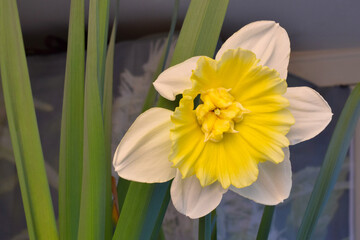 Ice King Daffodil Mandala 09