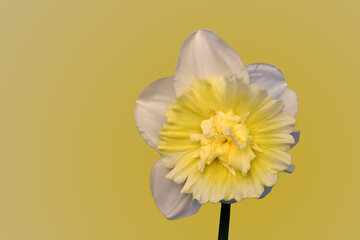 Ice King Daffodil Mandala 10