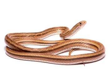 Obraz premium snake on white background