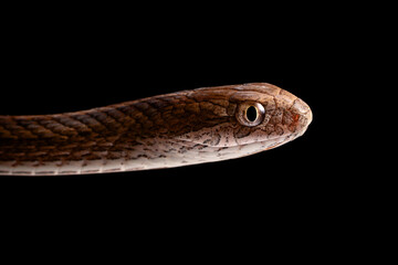 close up of snake on black background