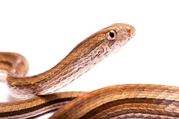 close up of snake on white background