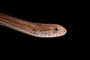 close up of snake on black background