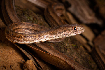 snake on nature cerrado