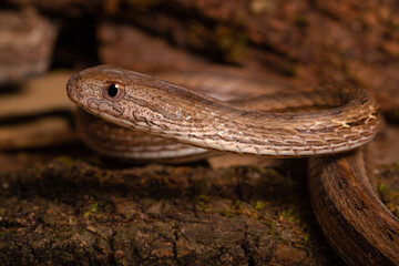 snake on nature cerrado