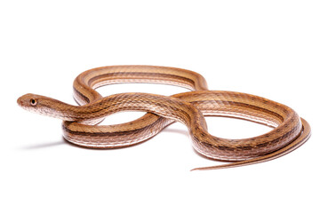 snake on white background