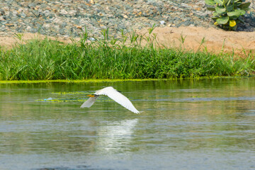 Indian pond heron