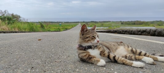 Aerial view of beautiful terraced rice field and road .Taitung ,Taiwan.