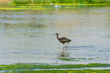 Glossy Ibis