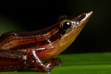 frog on a leaf