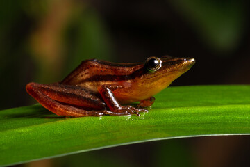 frog on a leaf