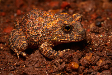frog on a rock