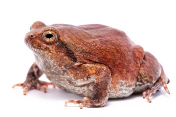 toad isolated on white background